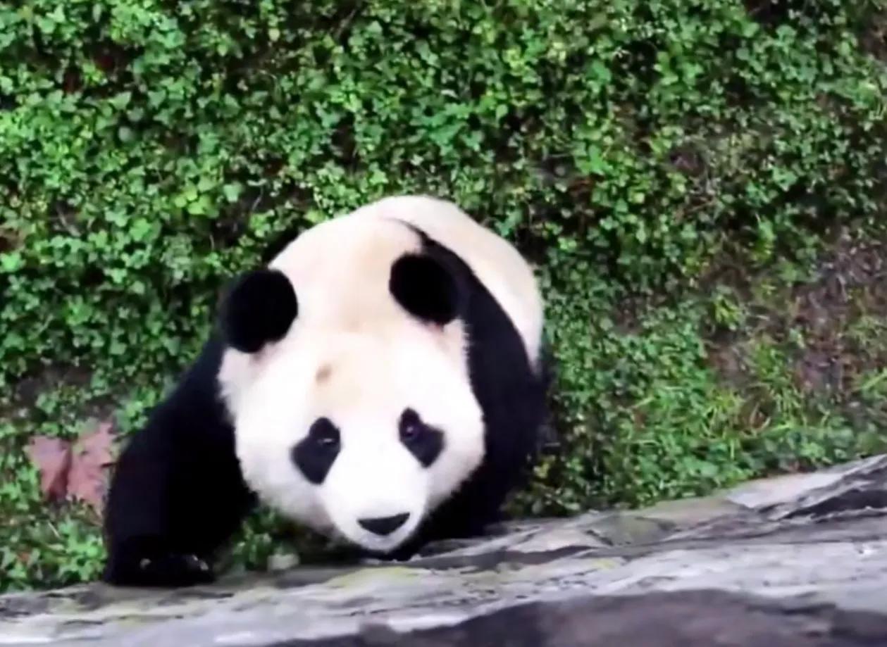 考古爱宝,考古爱宝的童年经历