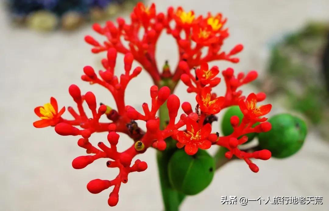 冲野浪、喝咖啡，比三亚便宜一半的海岛度假地，后悔没有早点知道