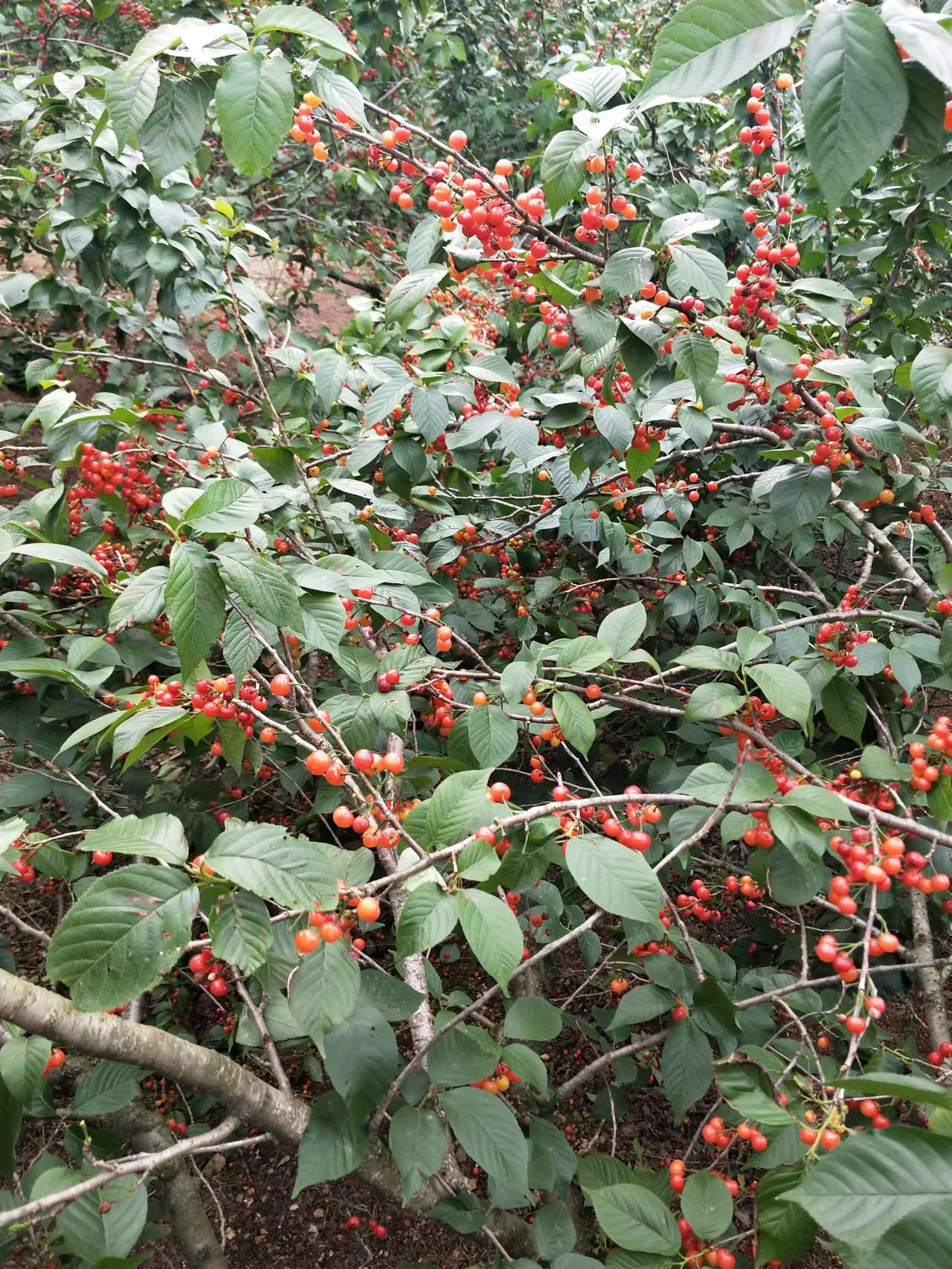 现在水果为什么这么贵,韩国日本水果为什么贵