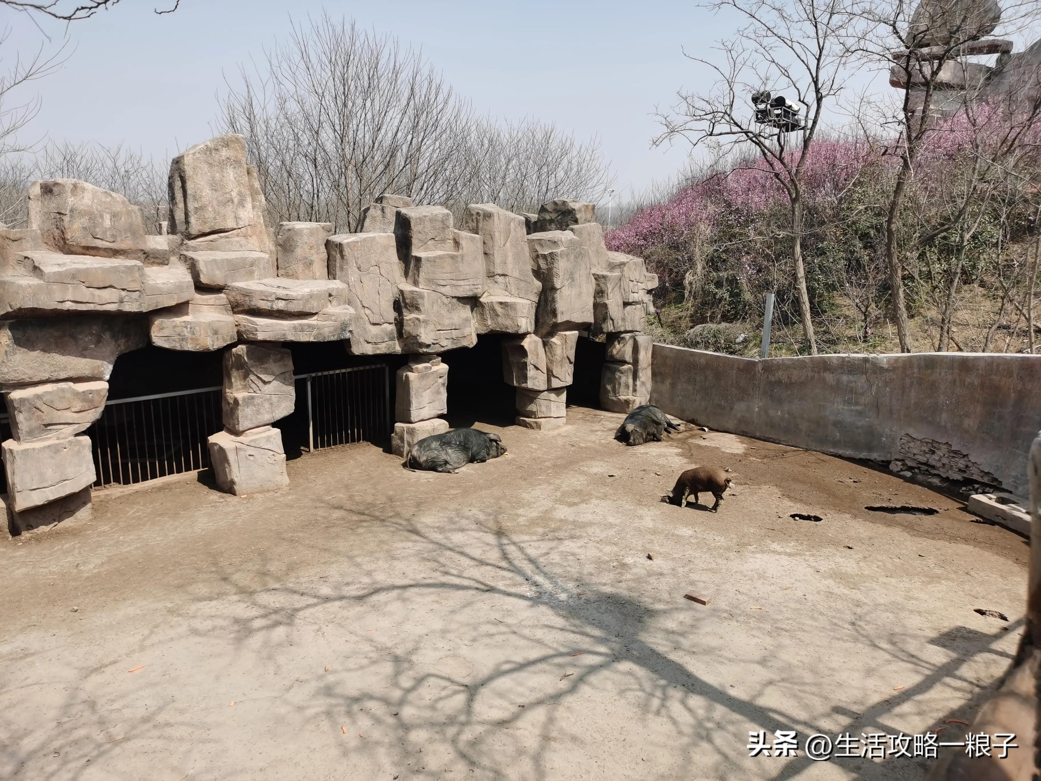 诸城动物园介绍多大面积,潍坊诸城动物园攻略