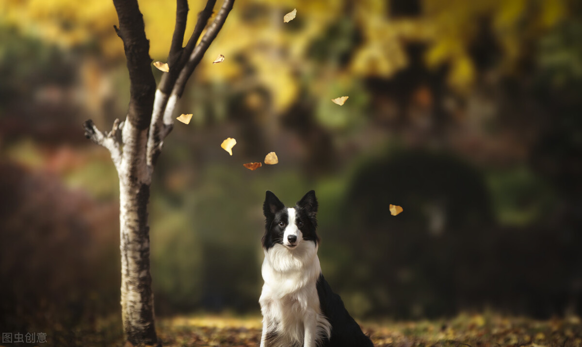 狗狗知道死了会去外面吗,狗狗会知道自己死吗