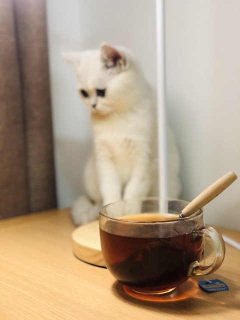 猫咪喝咖啡会不会导致死亡,猫摄入多少咖啡因会中毒