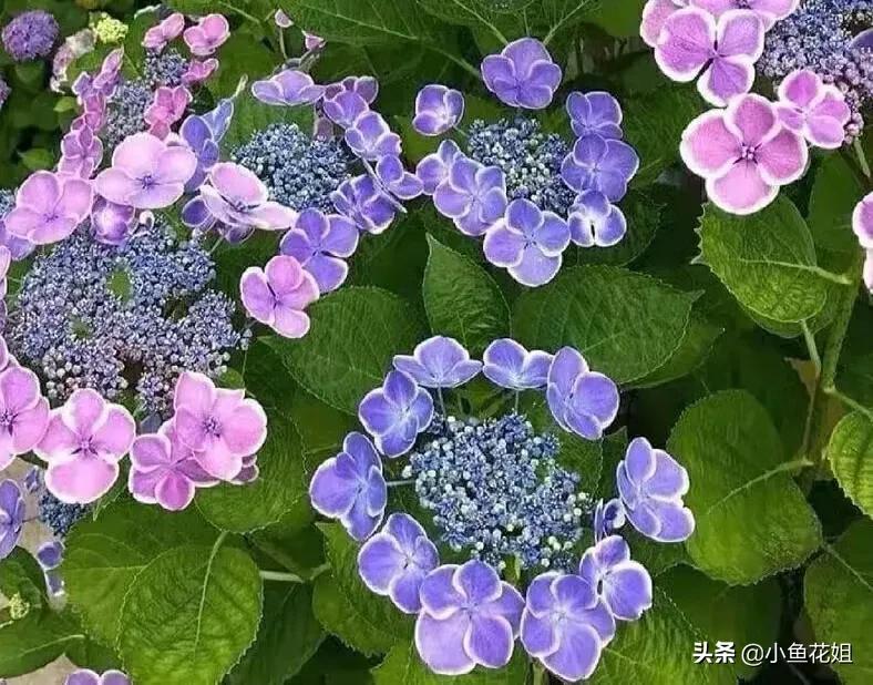 有一种花很好看但是很臭,名字很难听却很漂亮的花