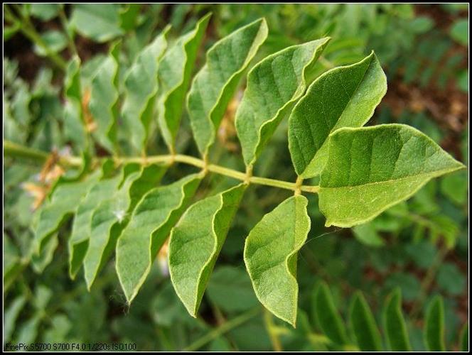 甘草的甜味成分是什么,甘草的种类与功效是什么