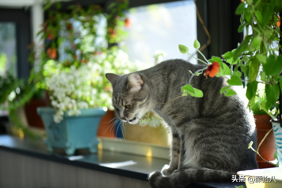 天冷怎么注意植物冻死,植物怕冷怎么过冬