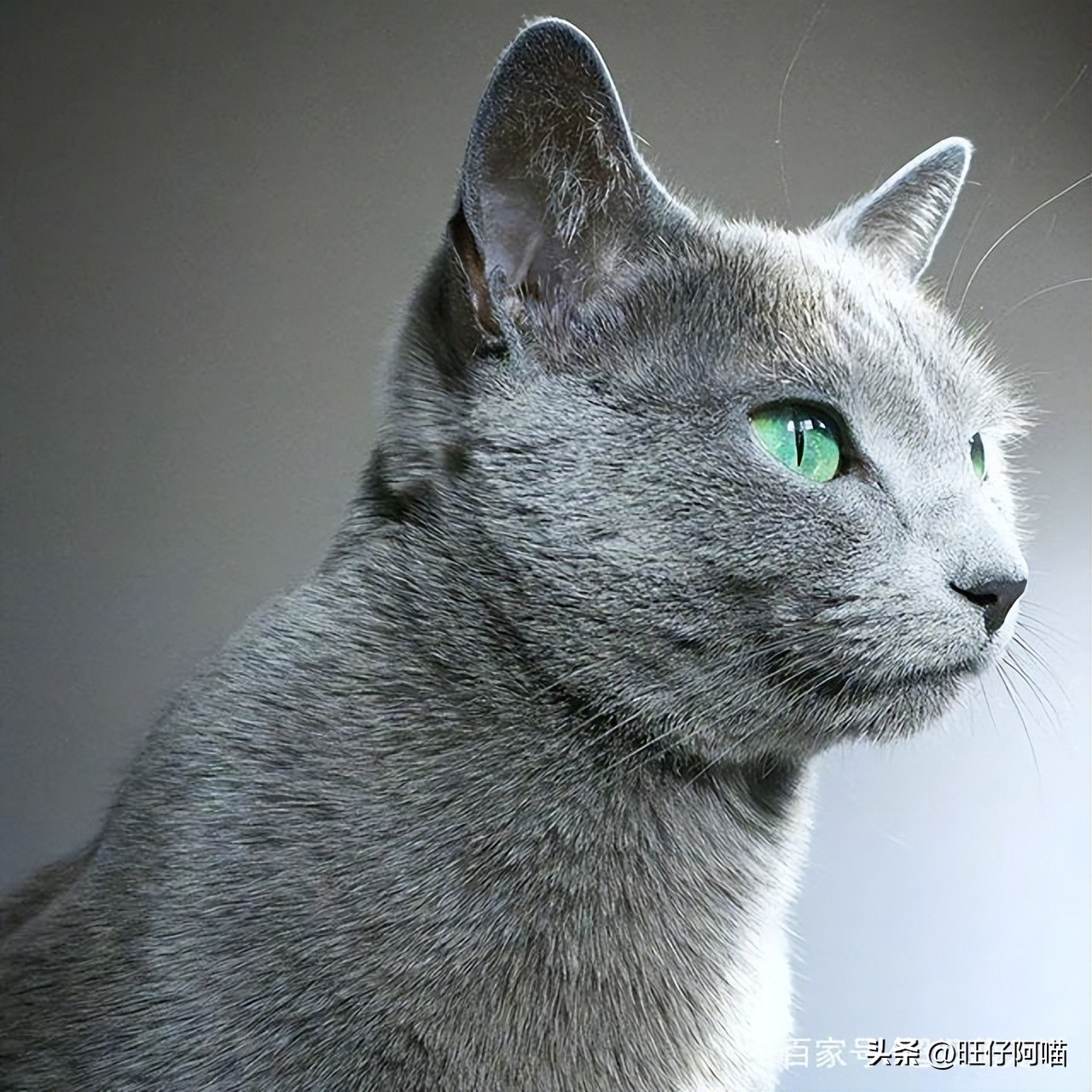 十大可爱猫咪排行榜有没有你家的,既可爱又聪明的十大猫咪排名