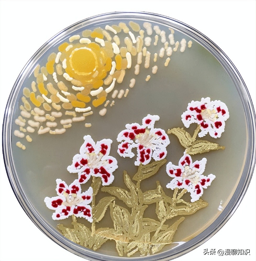 马疱疹病毒感染用什么治疗好,马病毒性疱疹