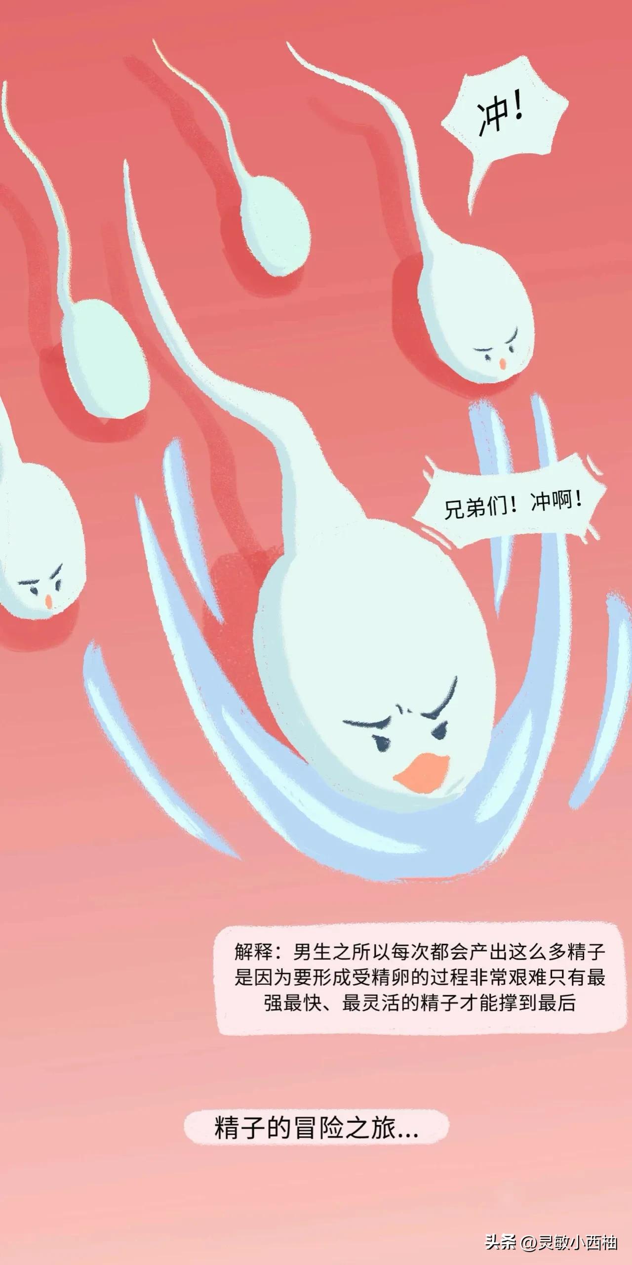 （漫画）精子进入女性体内的全过程，真的太神奇啦