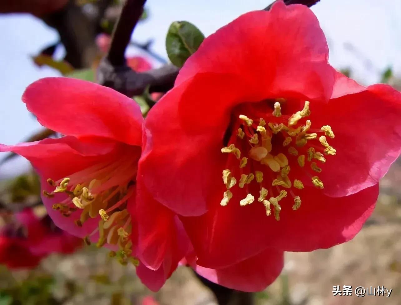 十大绝美花朵,绝美花朵视频