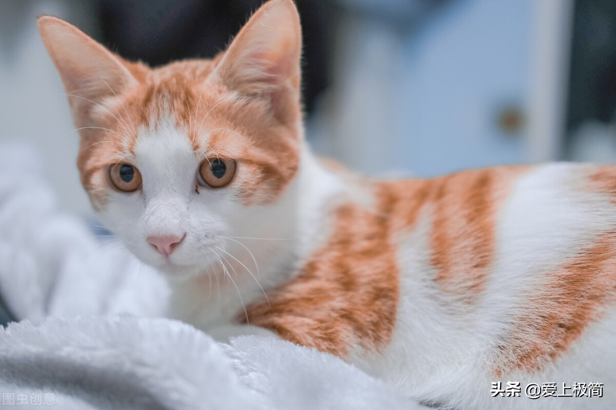 百家号企鹅号大鱼号,头条企鹅号百家号大鱼号哪个挣钱