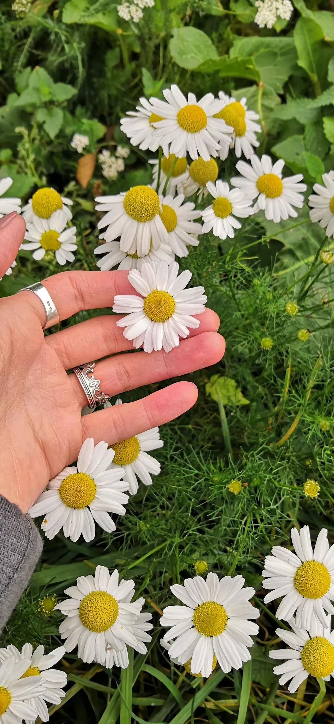 适合夏天的手机壁纸高清,纯颜色高清手机壁纸