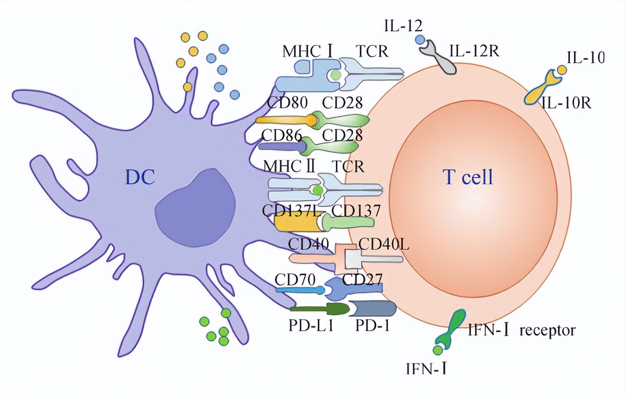 肿瘤新抗原疫苗,肿瘤消失后可以提前干预复发吗