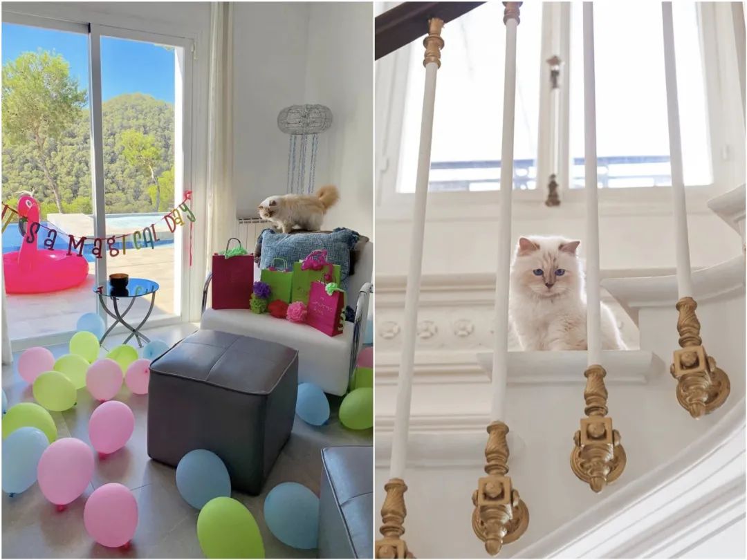 刘雯邓文迪,邓文迪杨紫琼