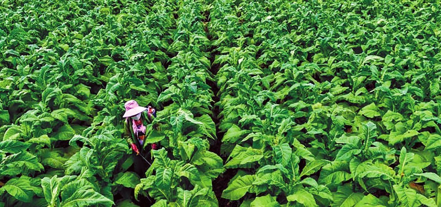 10元烟和100元烟的区别,10元与100元的香烟差别大