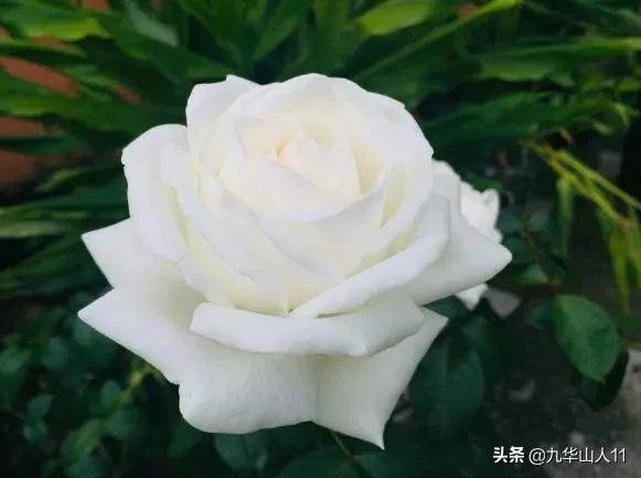 大花浓香勤花的月季品种,大花月季品种介绍大全图片及价格