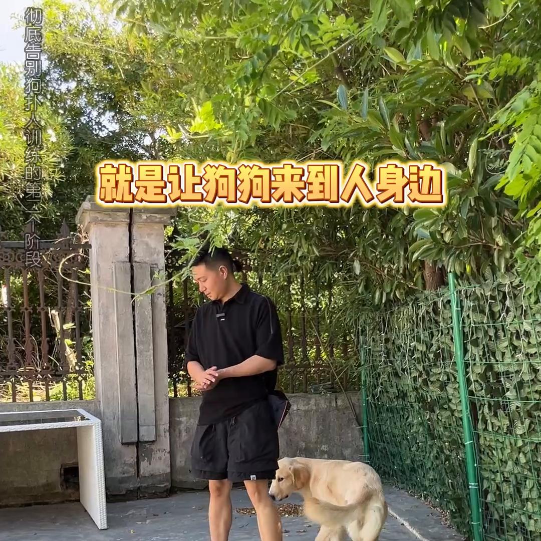 怎样教会狗狗各种技能还不胡闹,快速纠正狗狗