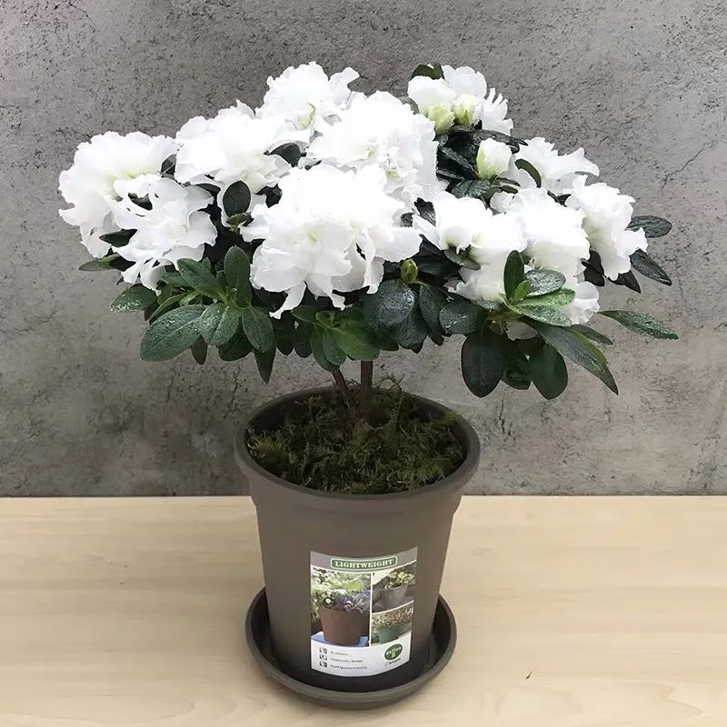 满天星花有毒吗能在卧室养吗,5种不能在室内养的花