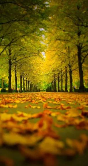 关于菊花的散文,菊花散文