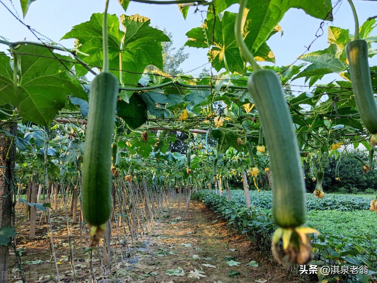 藤蔓瓜类是主蔓结果多还侧蔓多,瓜果种植爬藤植物广东