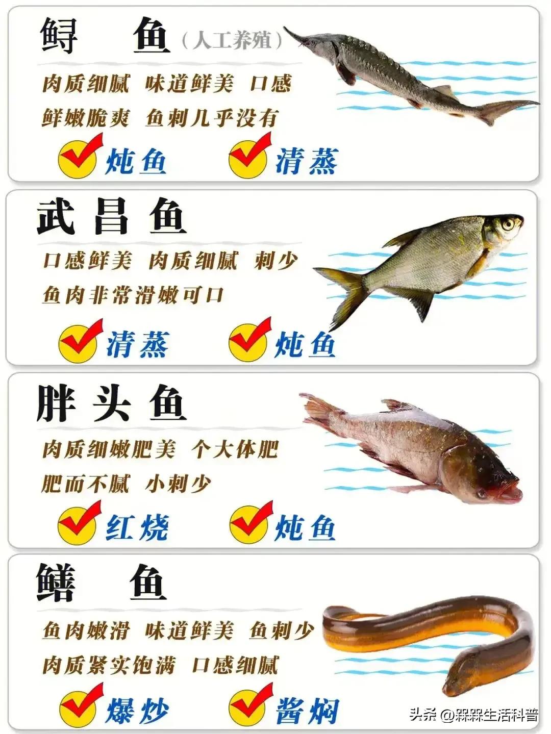 各种鱼图解大全,100种常见家常鱼的图片