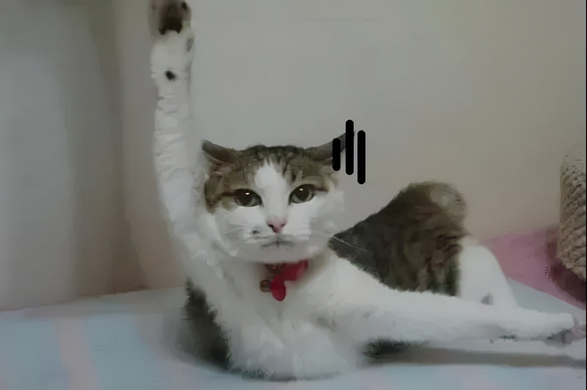 别人家的猫是液体还是固体,猫都是水做的