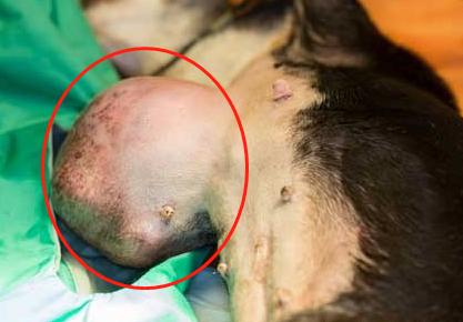 狗狗乳腺肿瘤溃烂怎么处理,狗狗乳腺囊肿和肿瘤的区别