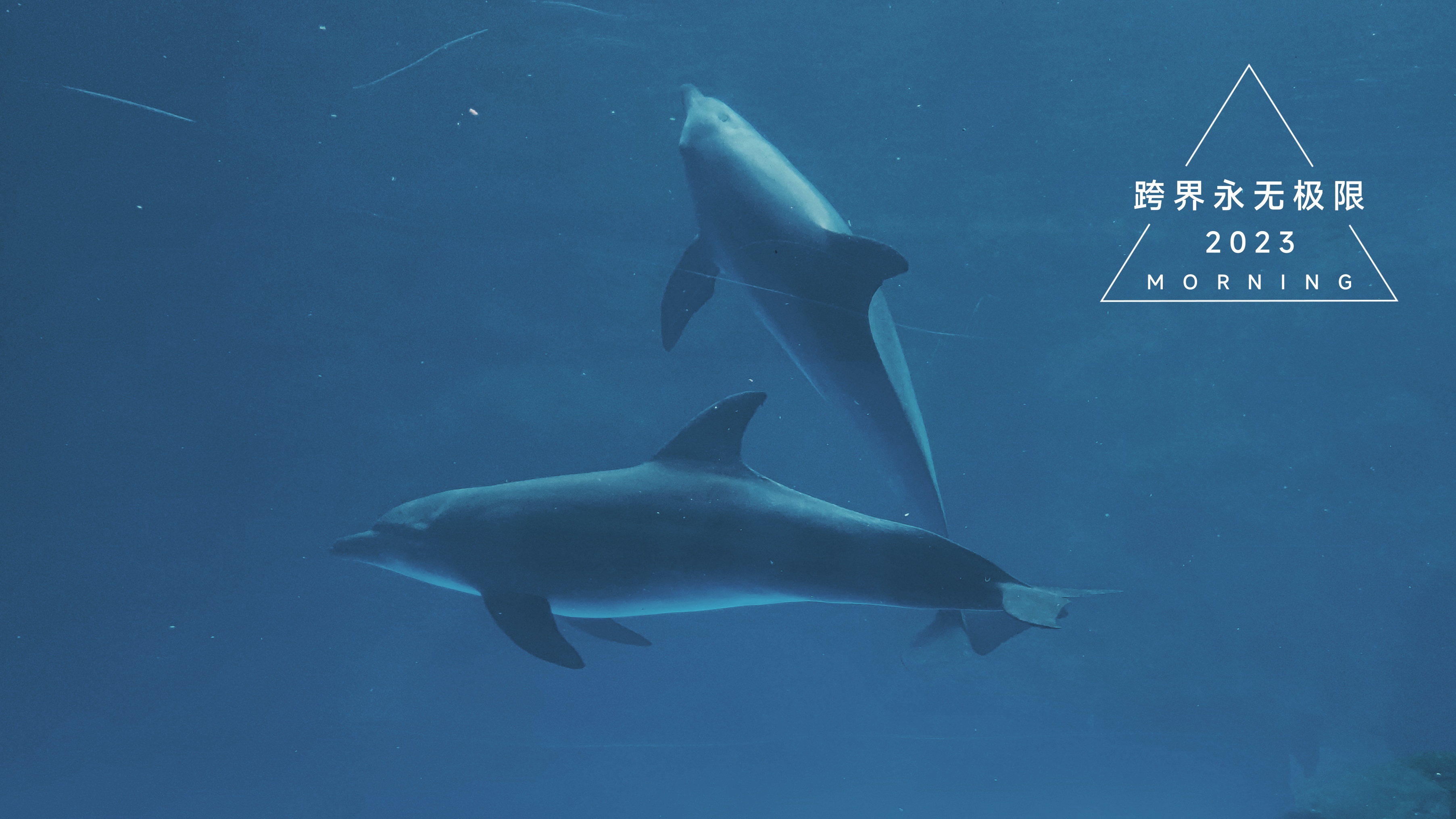 珠海长隆海洋王国鲸鱼,珠海长隆海洋王国门票