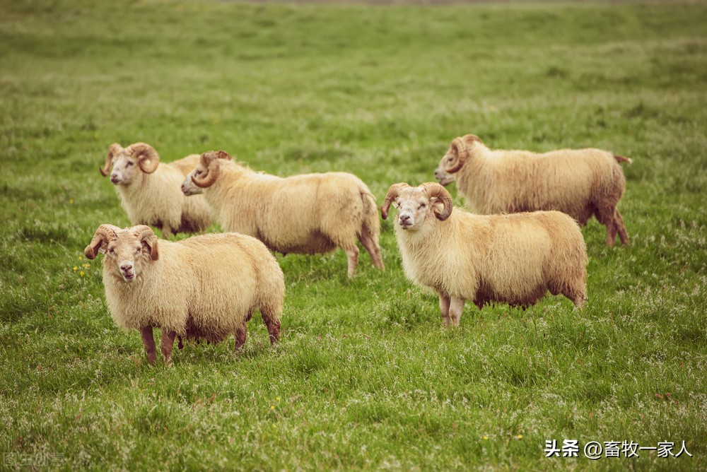 羊下颌水肿用什么药,绵羊下颌水肿怎么回事