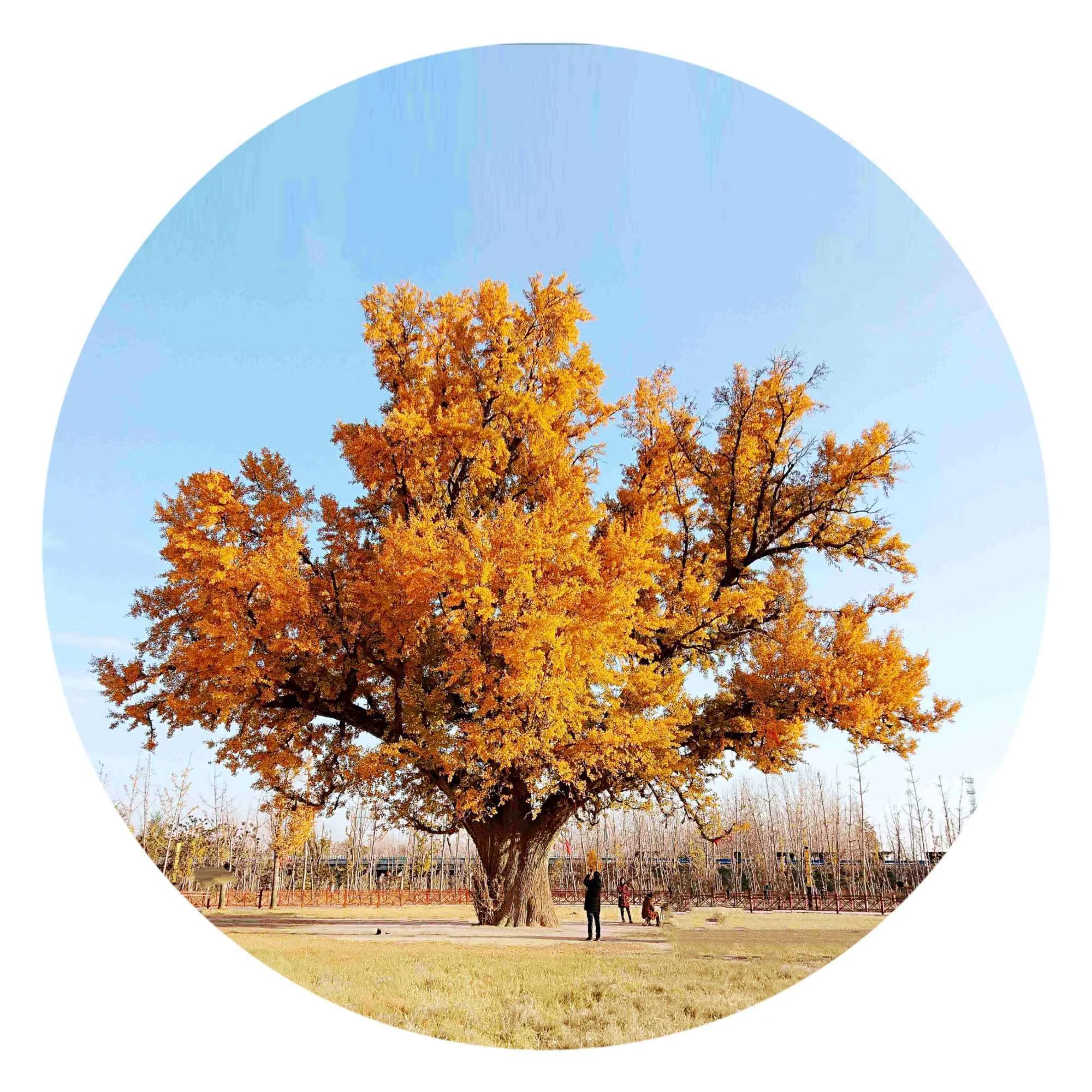 我的家乡鹿邑老子故里作文,我的家乡鹿邑作文400字怎么写