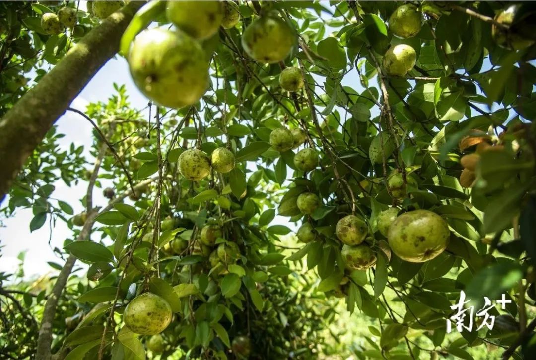 中国第一油茶产业,最好的油茶产业