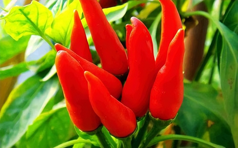 经常吃辣椒对人体有什么危害,长期吃辣椒对身体有益还是有害