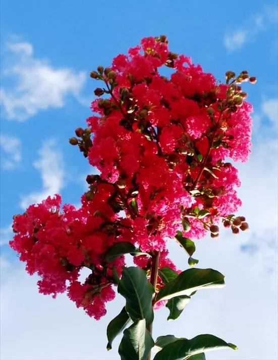 紫薇花壁纸高清全屏,唯美紫壁纸