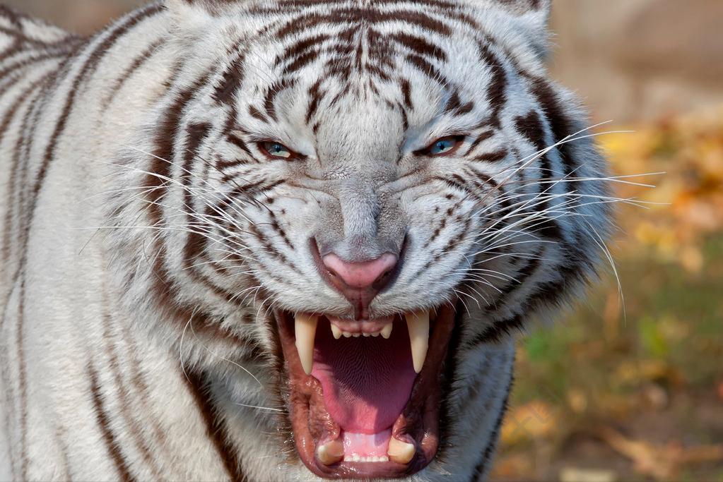 喝老虎酒有什么功效,老虎的骨头对人体有害吗