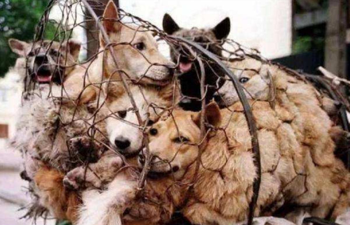 女孩给流浪狗安乐死,台湾女子给狗狗安乐死