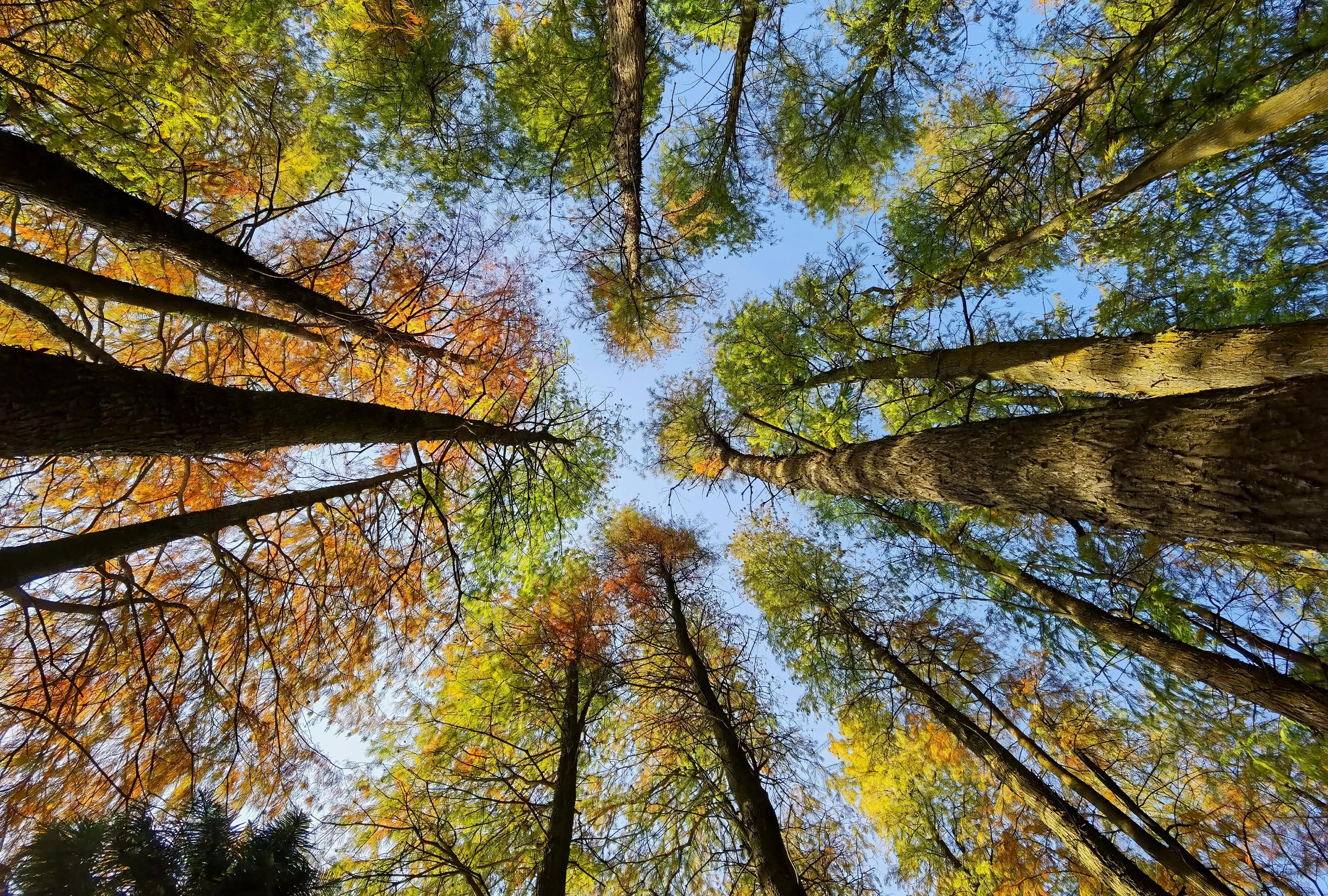 桂林的桂湖在哪里,桂林两江四湖之桂湖
