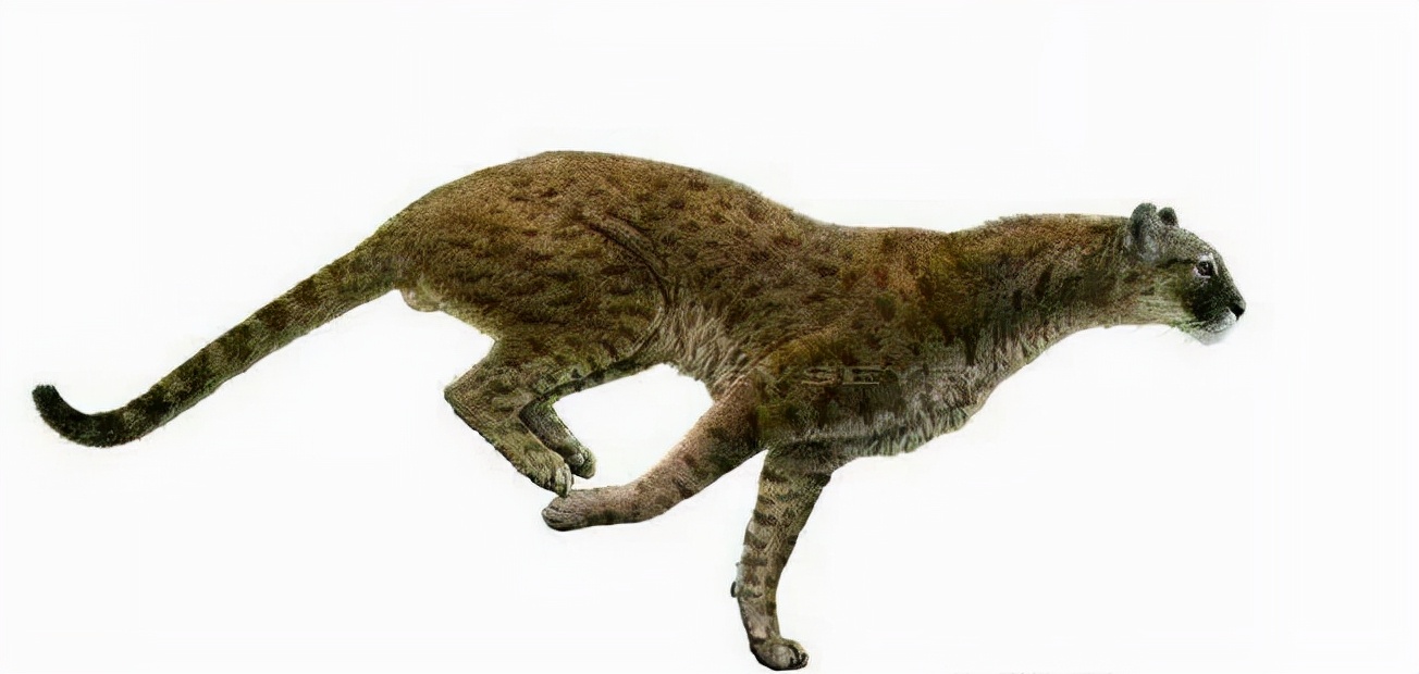 冰河时期最强的猫科秒杀东北虎,猫科霸主东北虎