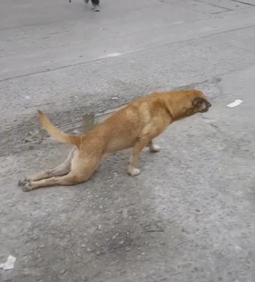 中华田园犬的血统是狗中最高贵的,中华田园犬五大名狗品种