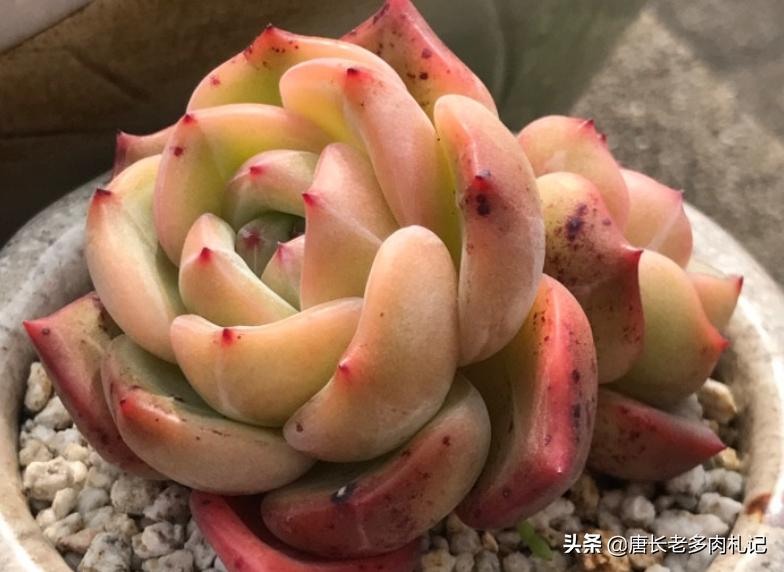 多肉耐涝,多肉耐冻什么程度