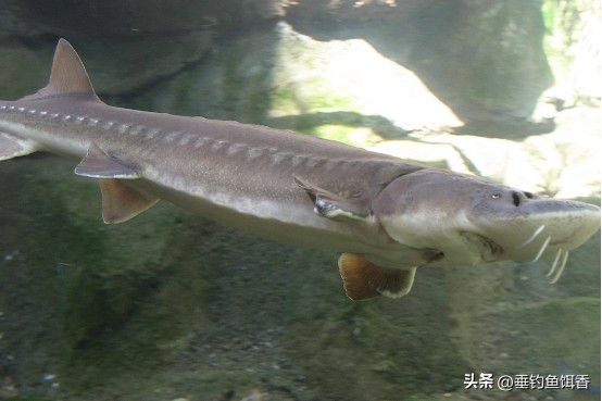 意外捕捞野生达氏鳇,达氏鳇增殖放流活动