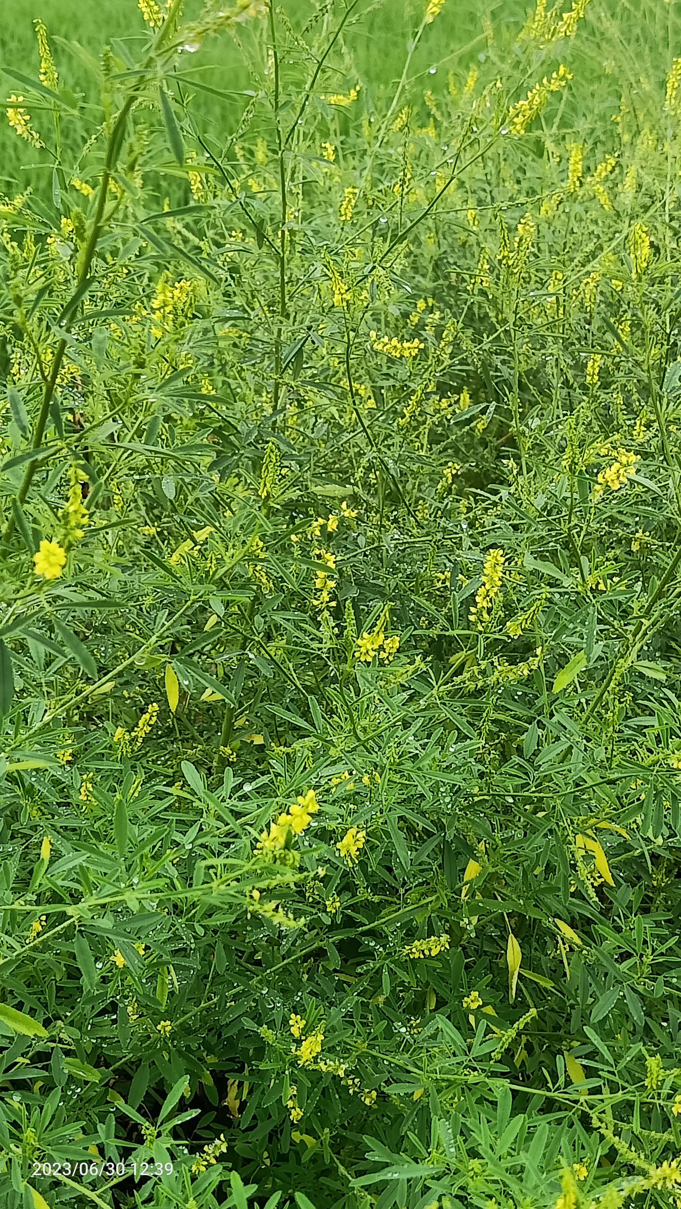 沌口海尔工业园叉车,武汉市蔡甸区东荆河路海尔工业园