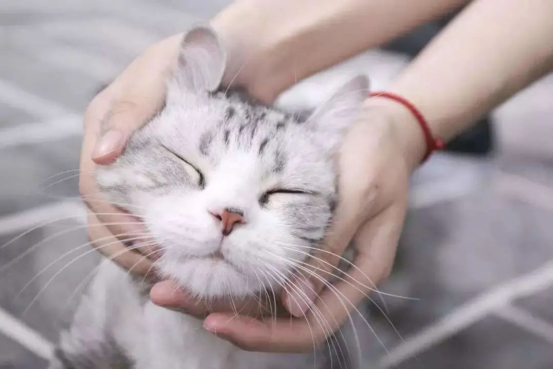 猫咪呕吐铲屎官的反应,猫咪总想呕吐但是吐不出来怎么办