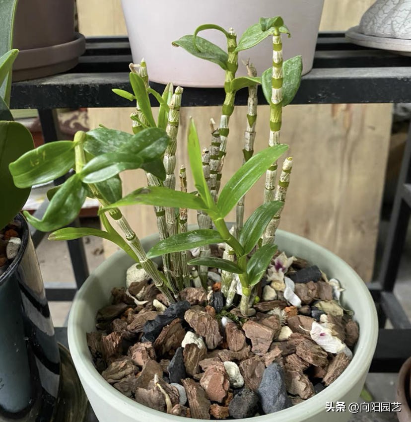 石斛板栽和盆栽的区别,怎么养石斛和青苔