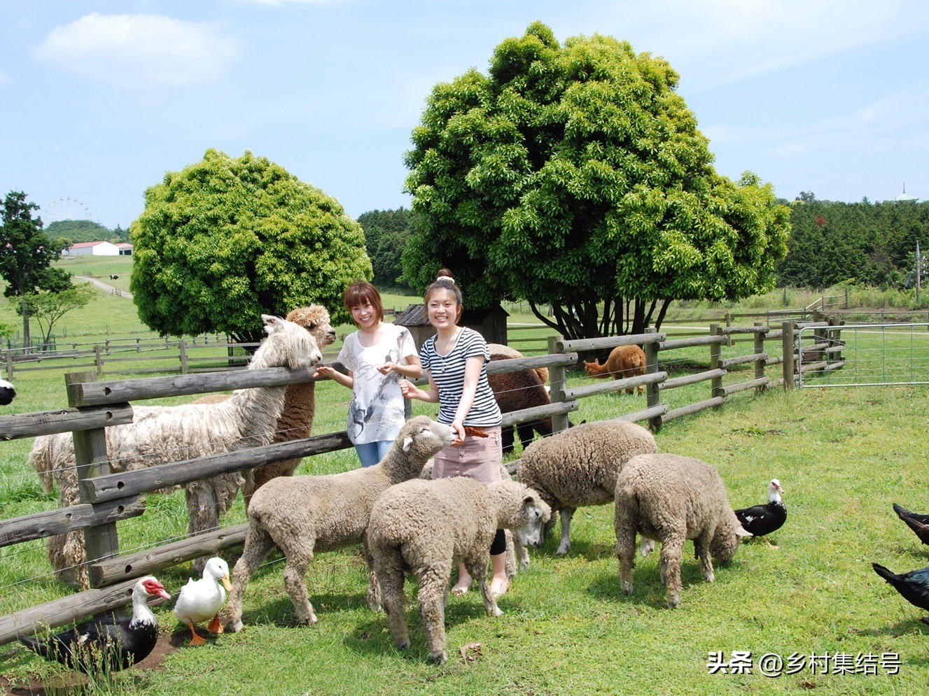 日本亲子农场主题乐园,日本妈妈牧场成功的原因