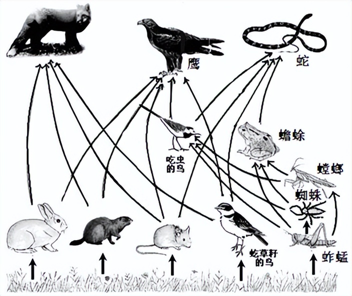 什么是经济学如何理解经济学,经济学的本质是什么