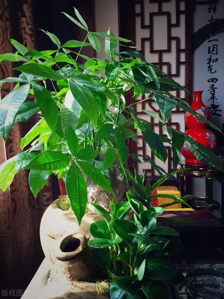 十大最适合放客厅的绿植,适合客厅放的好养的大绿植