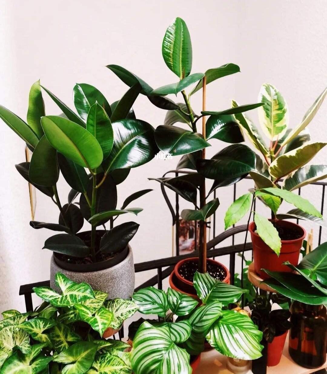 摆在家里最旺的十种花,什么花摆放卧室好养又好看