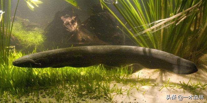 两条电鳗养一起会互相电死吗,两个电鳗在一起会不会互相电晕