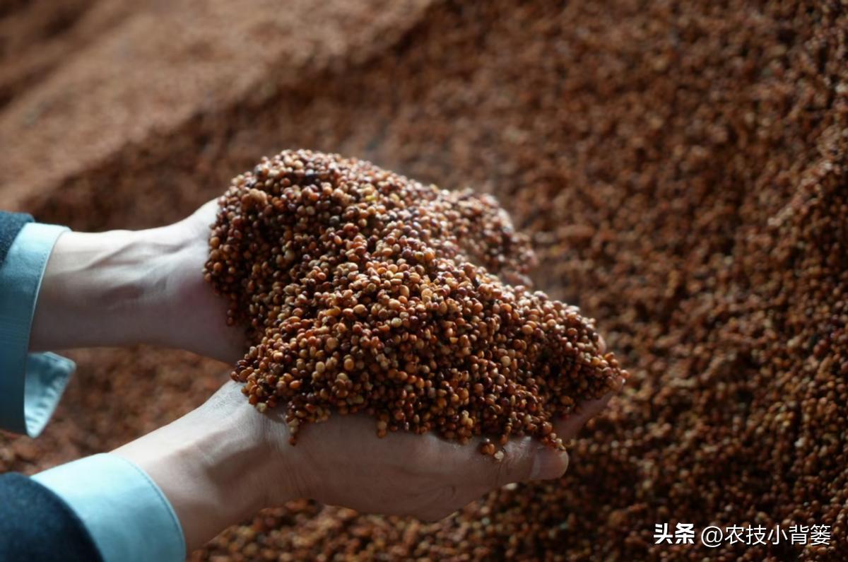 玻汾黄盖和红盖有啥区别,怎么区别黄盖玻汾