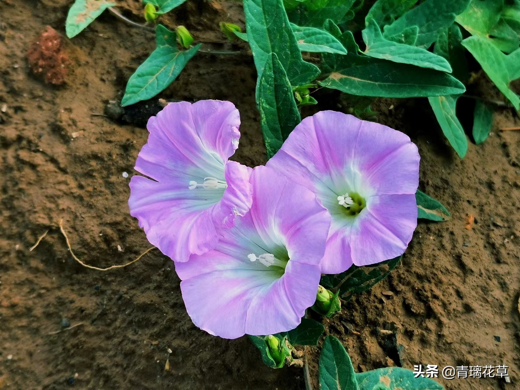 夏天开好多种颜色的小花,夏天里开的最茂盛的花朵有哪些