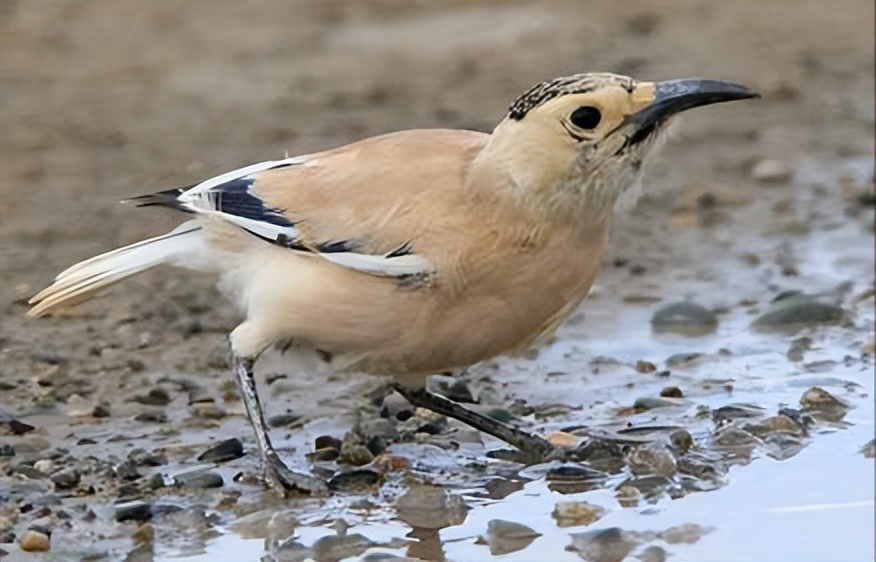 50张最佳鸟类摄影作品,鸟儿大全大图